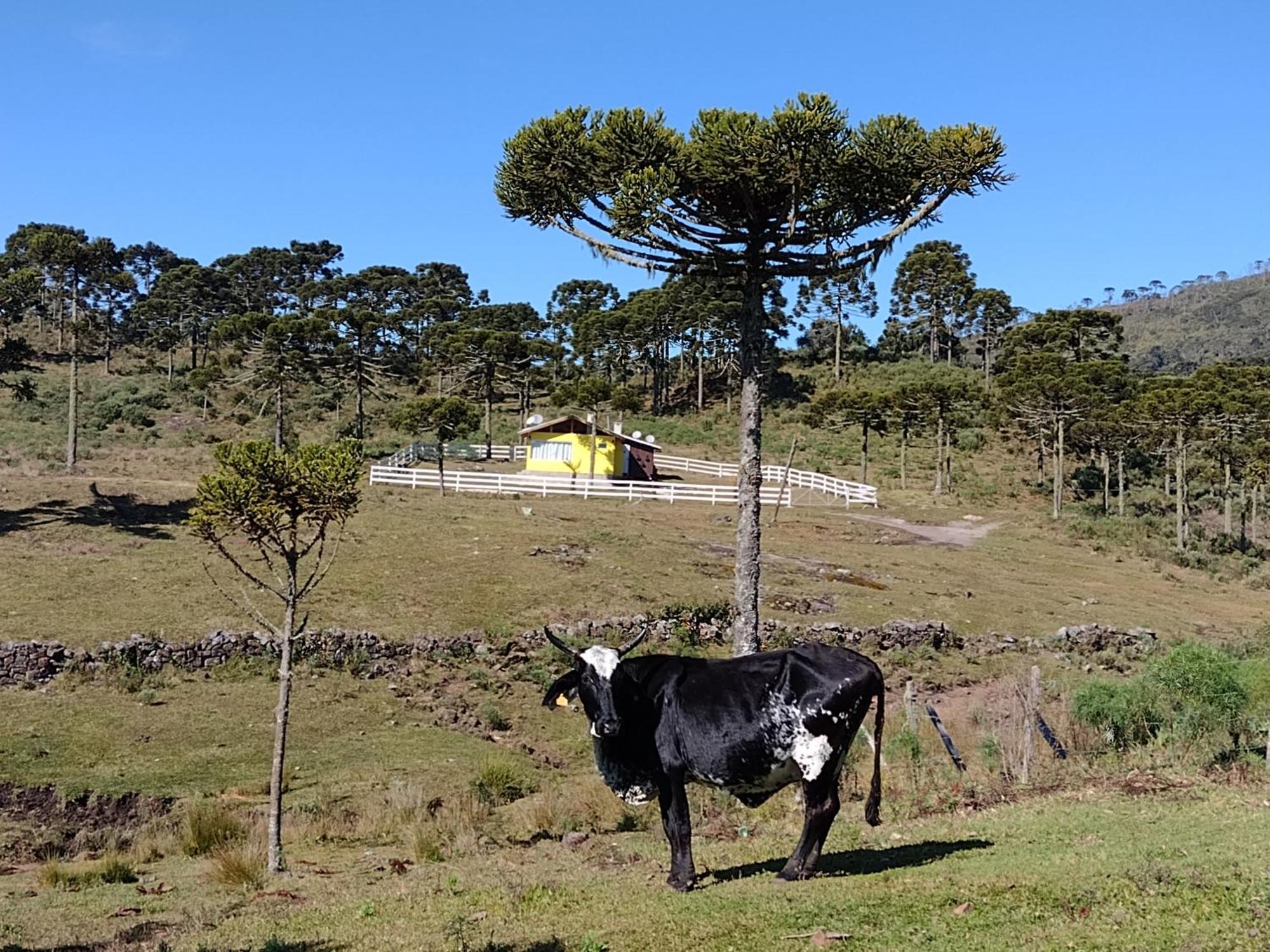 Casa E Cabana De Campo Fazenda Borba Урубиси Экстерьер фото