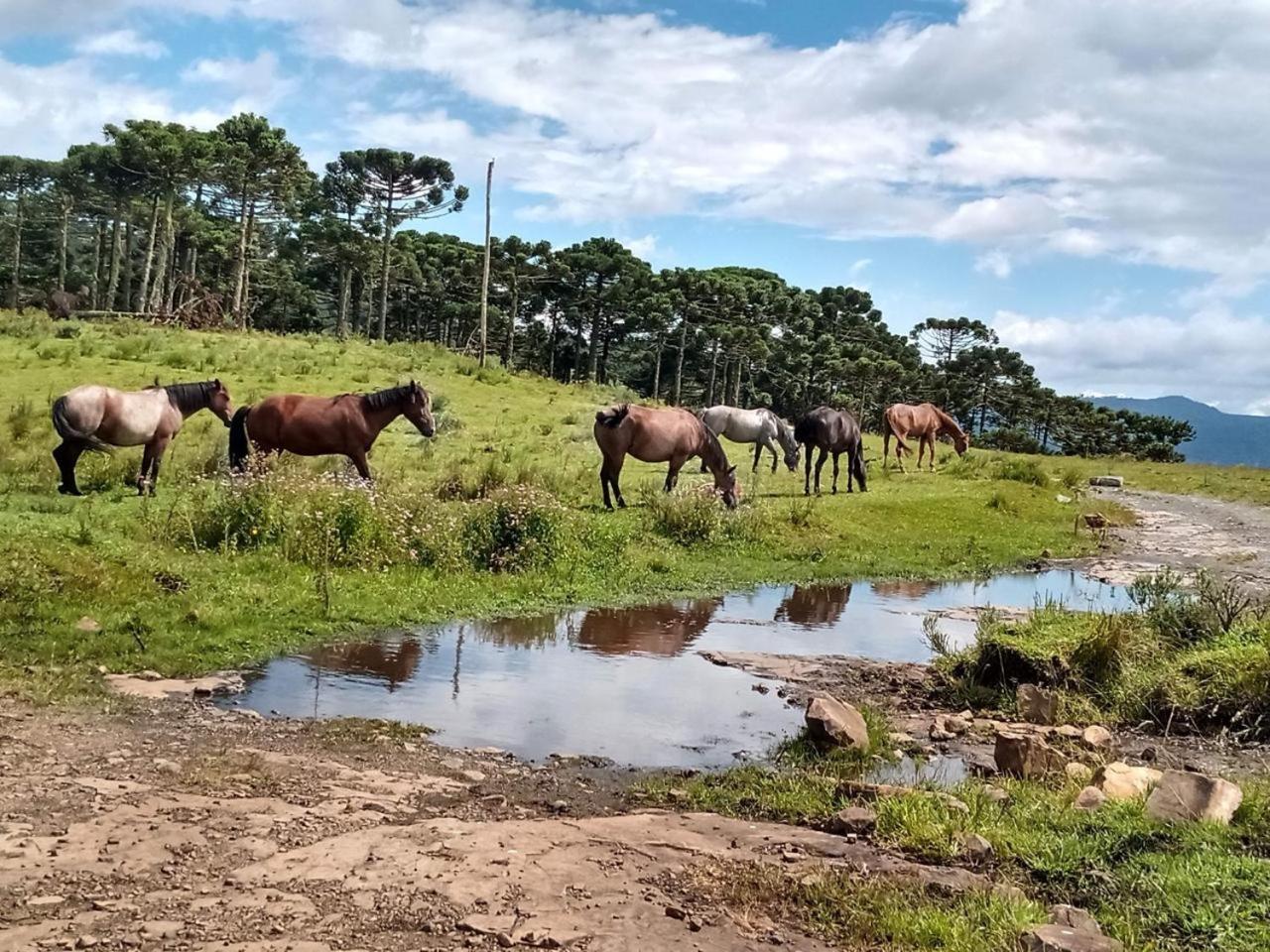 Casa E Cabana De Campo Fazenda Borba Урубиси Экстерьер фото